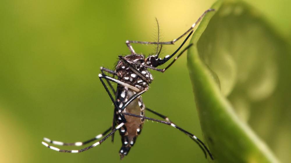 Энтомолог Ловцова объяснила, можно ли через укус комара заразиться коронавирусом
