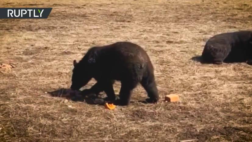 Жители Приморья спасают медведей из местного приюта от голода