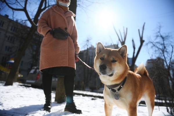 Московские собаководы назвали постановкой задержание мужчины с собакой на Патриарших прудах