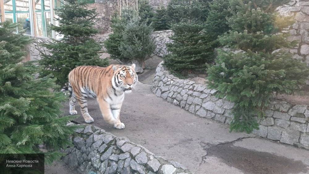 Оставшийся без посетителей Ленинградский зоопарк поддержат власти Петербурга