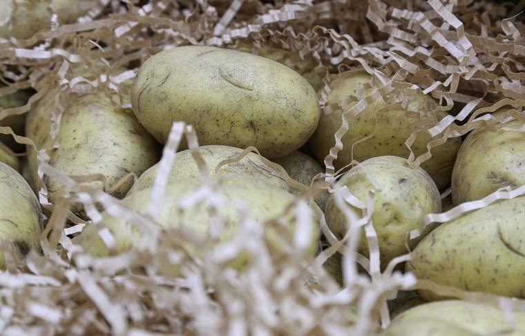 В Волгограде опровергли выдачу ученикам сухпайков с гнилой картошкой