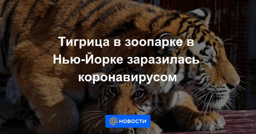 Тигрица в зоопарке в Нью-Йорке заразилась коронавирусом