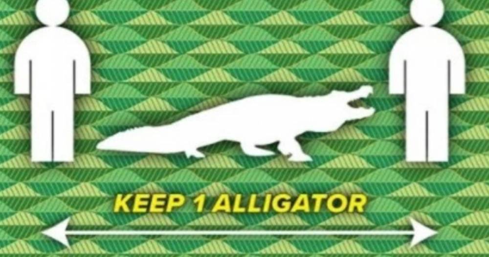 Во Флориде людей призвали соблюдать при общении дистанцию в аллигатора