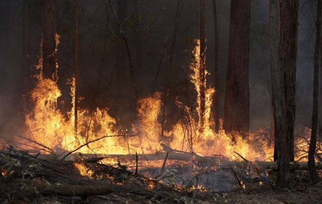 Пожар в зоне ЧАЭС — на Украине требуют увеличить штрафы за поджог травы