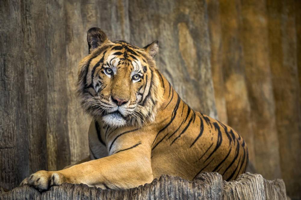 В нью-йоркском зоопарке коронавирусом заболели тигры и львы