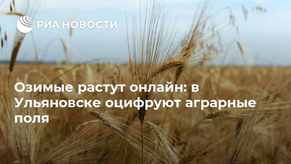 Озимые растут онлайн: в Ульяновске оцифруют аграрные поля