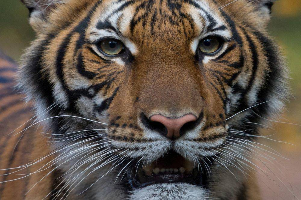 Коронавирусом заразилась тигрица зоопарка в Нью-Йорке
