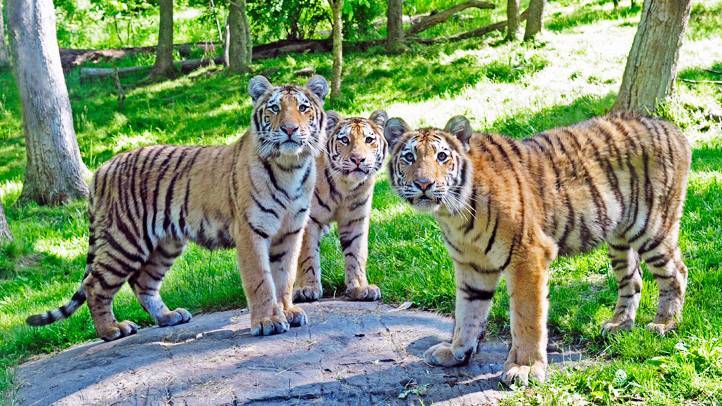 В зоопарке Нью-Йорка тигры заболели коронавирусом