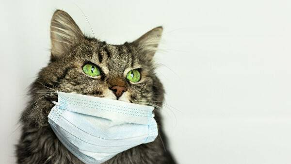В ФМБА оценили опасность заражения коронавирусом от домашних животных