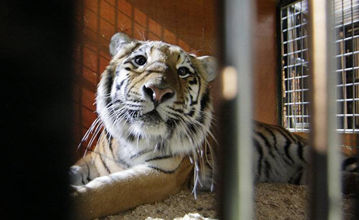 National Geographic (США): тигр в нью-йоркском зоопарке заболел коронавирусом