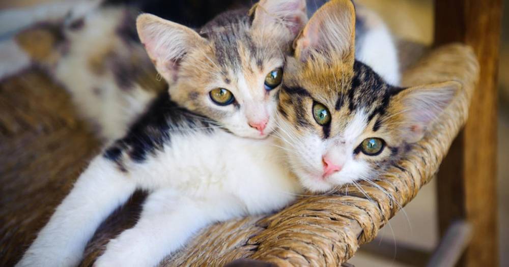 Ветеринары сообщили об опасности заражения COVID-19 от кошек