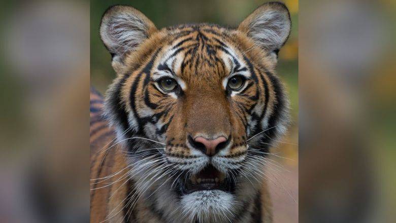 Тигрица кашляет: в Нью-Йорке коронавирусом заразились дикие животные