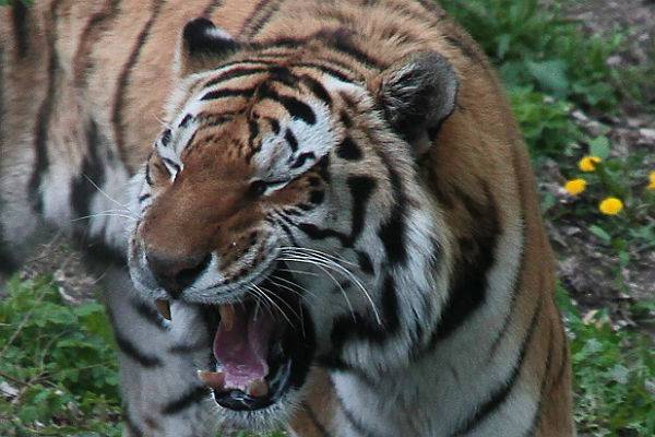 Коронавирус добрался до тигрицы в зоопарке Нью-Йорка