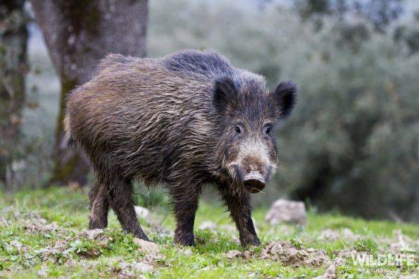 Беда не приходит одна: в Литве обнаружена африканская чума свиней