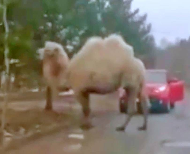 В опустевшем из-за коронавируса поселке под Москвой заметили верблюда