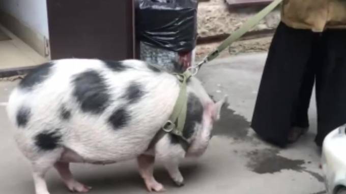 В центре Петербурга заметили огромную пятнистую свинью на поводке