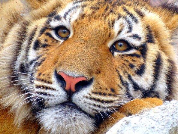 Тигрица Надя в зоопарке Бронкса заразилась коронавирусом