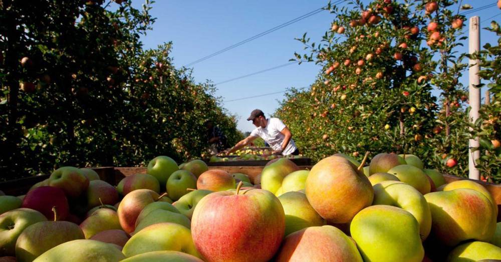 Кто будет собирать яблоки: в Польше обеспокоены уходом украинцев из-за коронавируса