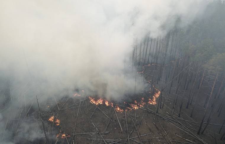 Киевские силовики поймали вероятного поджигателя леса в чернобыльской зоне