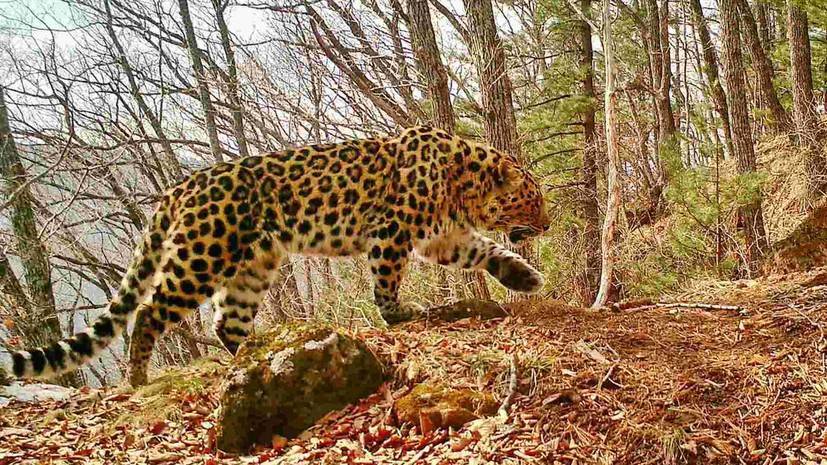 Число дальневосточных леопардов в нацпарке «Земля леопарда» выросло до 97