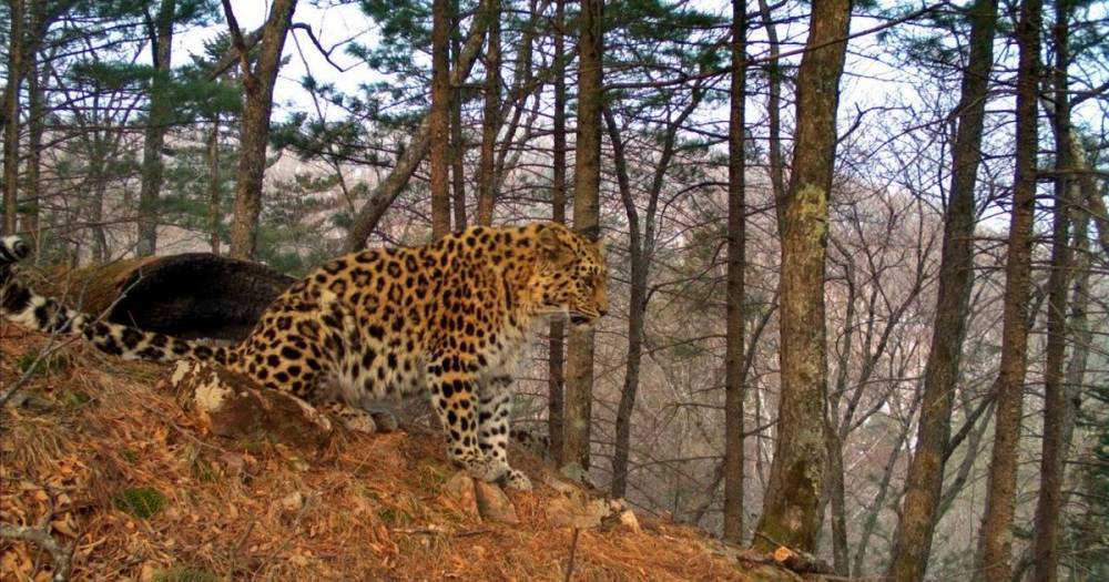 Пожар уничтожил 120 га территории нацпарка "Земля леопарда" в Приморье