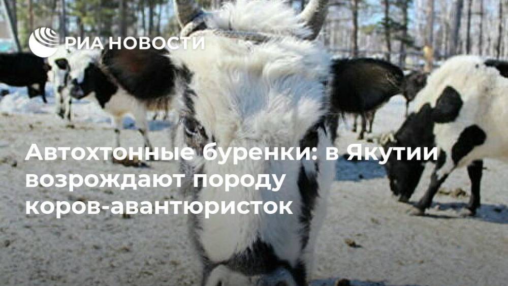 Автохтонные буренки: в Якутии возрождают породу коров-авантюристок