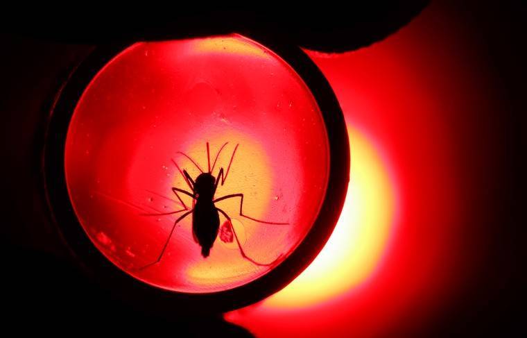 Учёные рассказали, могут ли комары быть переносчиками COVID-19