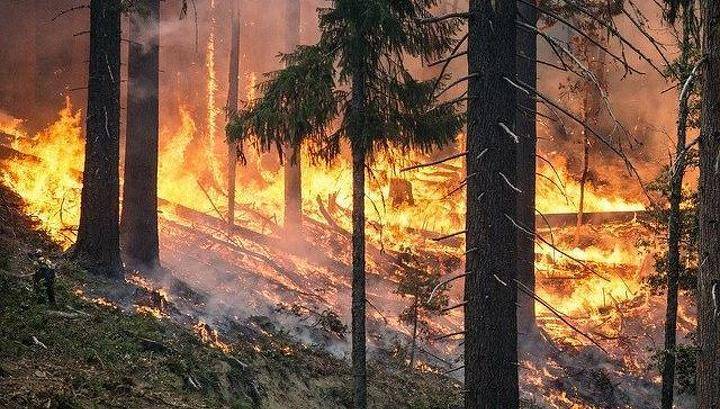 Пять из семи лесных пожаров ликвидировали в Бурятии за сутки