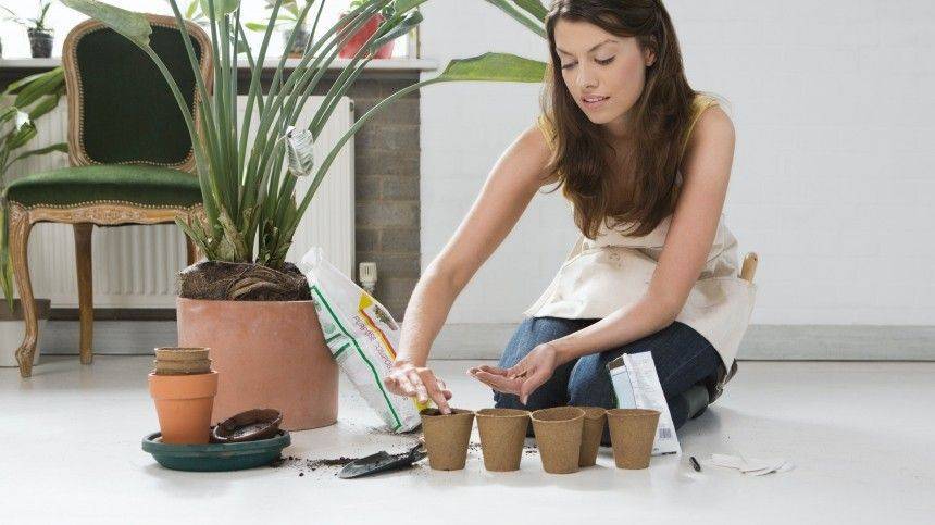 Как правильно пересадить комнатные растения?