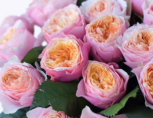 Из-за коронавируса цветоводы уничтожают более миллиона роз в сутки