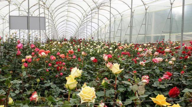 Миллион вялых роз. Российские цветоводы утилизируют невостребованные цветы