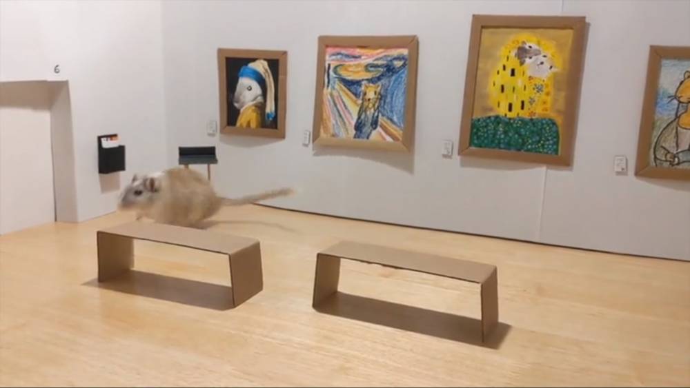 Сотрудники лондонского музея сняли на видео художественную галерею для грызунов