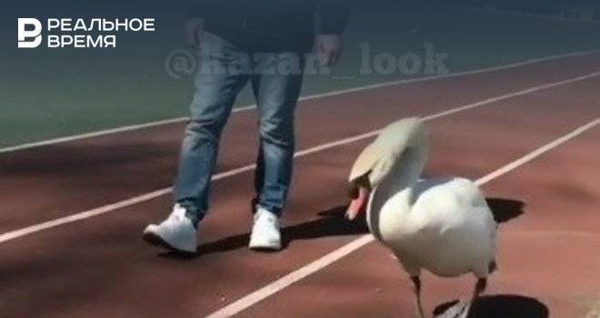 В Казани вернули гуляющего по улицам лебедя на озеро Кабан — видео