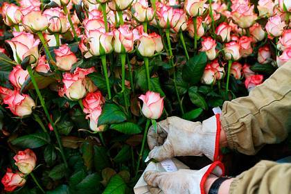 Миллионы роз пришлось уничтожить из-за коронавируса в России