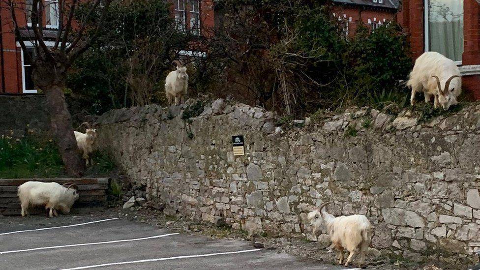 Дикие козы обосновались на опустевшем курорте в Уэльсе