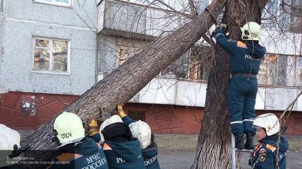 Страшный ураган повалил деревья и повредил электропровода в Омске