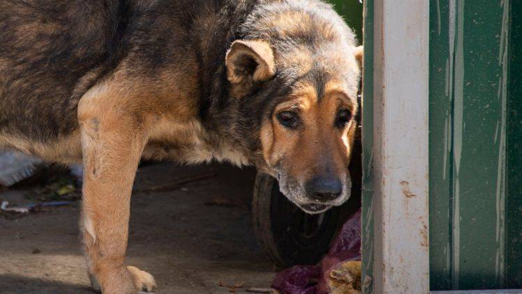 В Крыму призвали не выгонять домашних животных из-за коронавируса