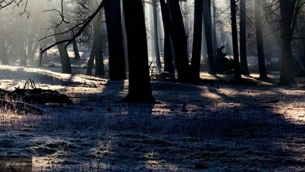 Человеческий скелет обнаружили в лесополосе на северо-востоке Москвы