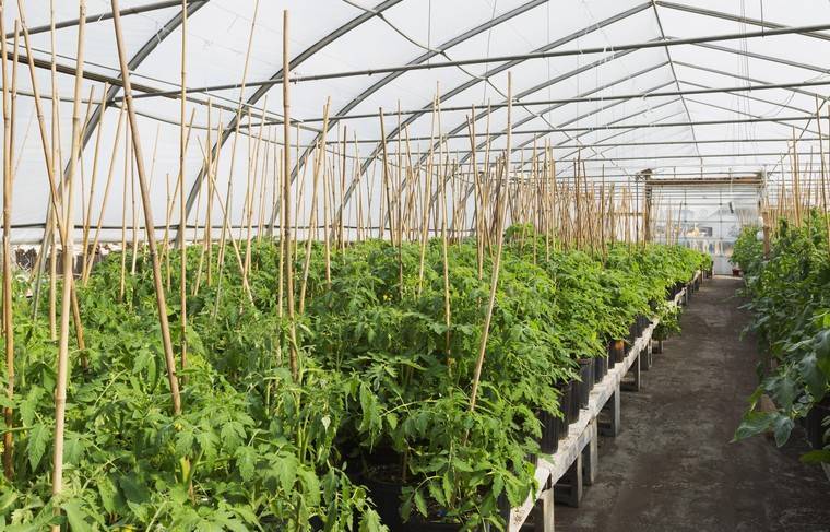 Волгоградская область испытывает нехватку мигрантов для выращивания овощей