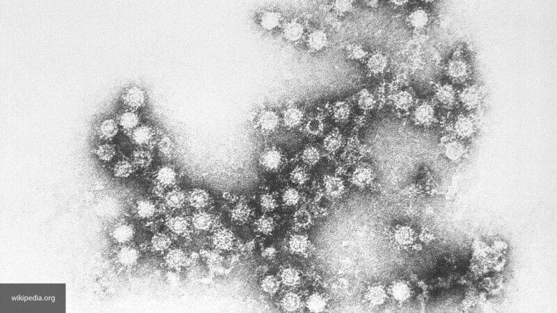 Вирусы могут влиять на метаболизм своих жертв