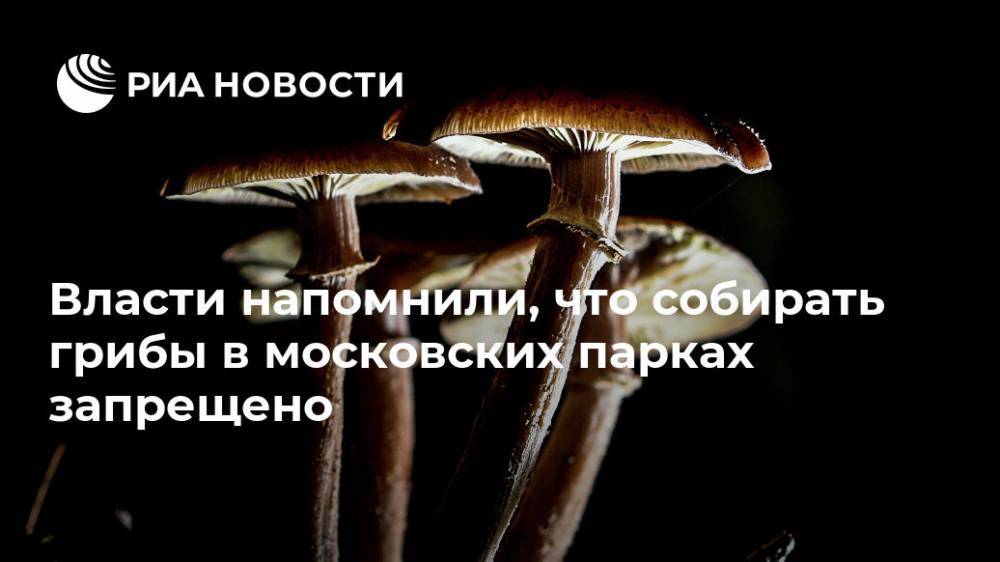 Власти напомнили, что собирать грибы в московских парках запрещено