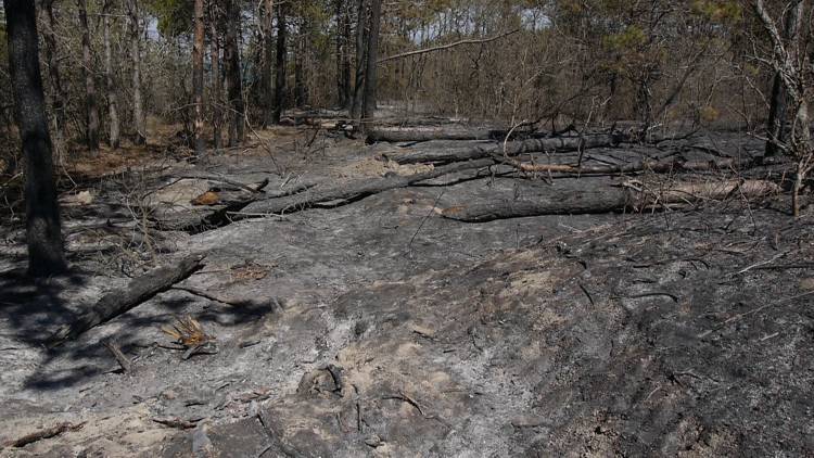 Неизвестные любители шашлыков сожгли 2,5 га леса в Феодосии
