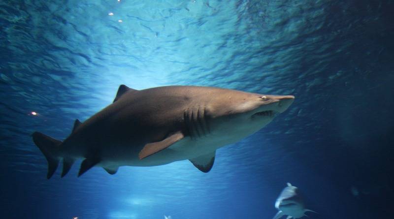 23-летнего парня на «работе мечты» растерзала акула на Барьерном рифе