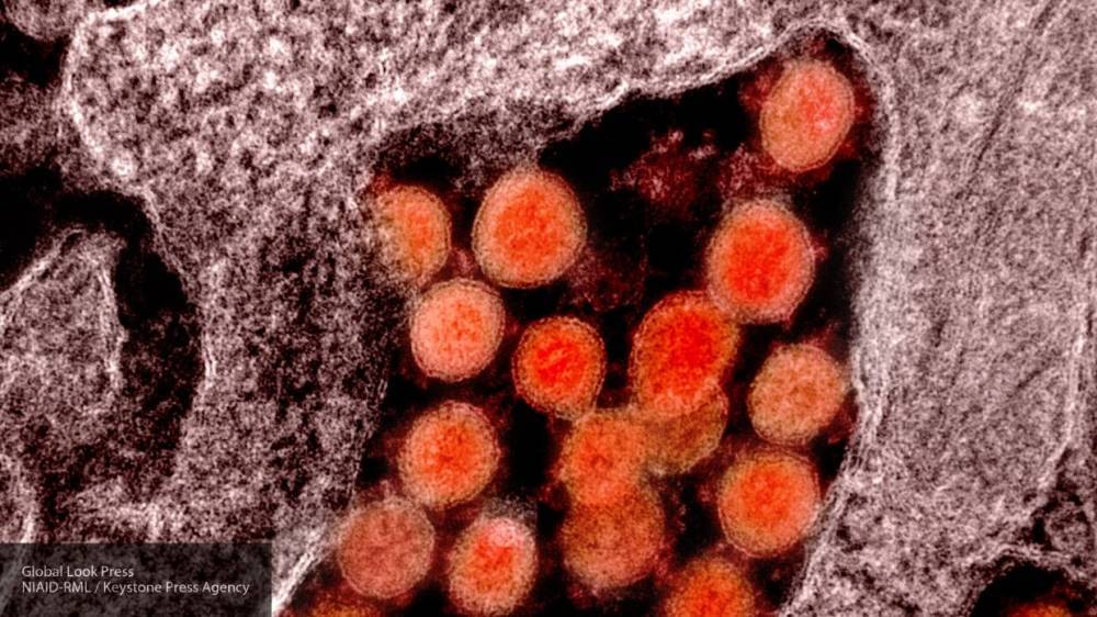 Австралийские ученые обнаружили препарат, подавляющий коронавирус за 48 часов