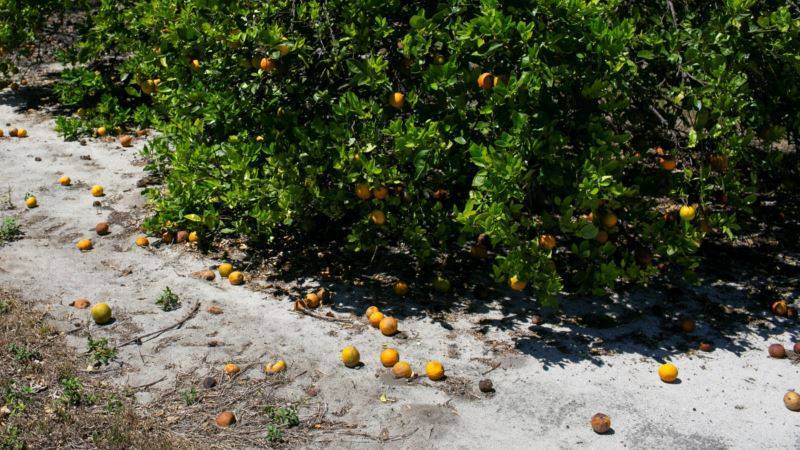 Урожай овощей и фруктов во Флориде пал жертвой коронавируса