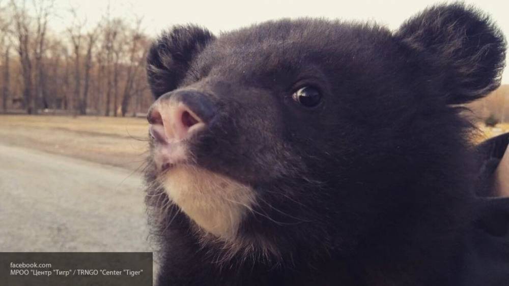 Голодный медведь вблизи Байкала "обокрал" туриста и загнал его на дерево