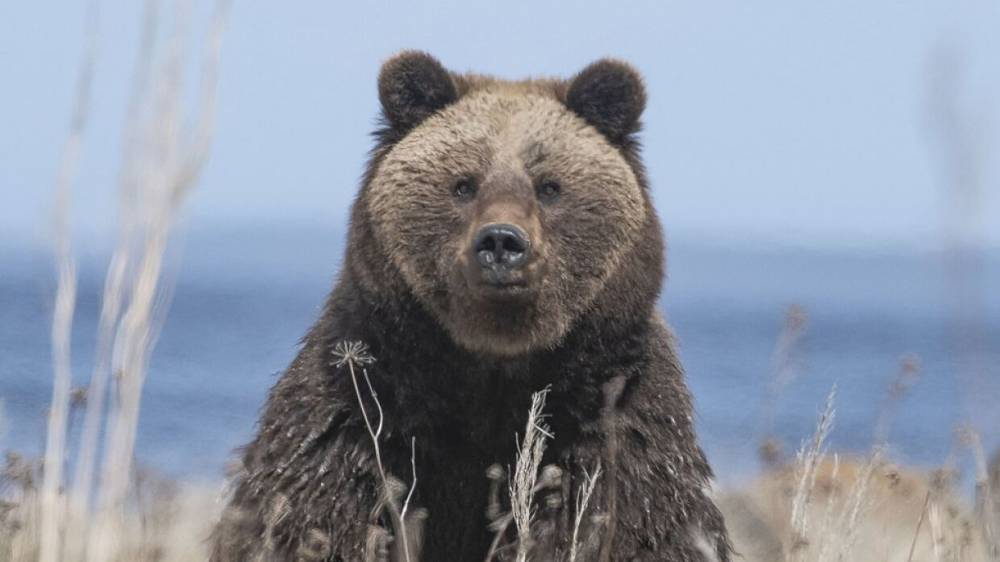 Проголодавшийся после спячки медведь напал на туриста на Байкале