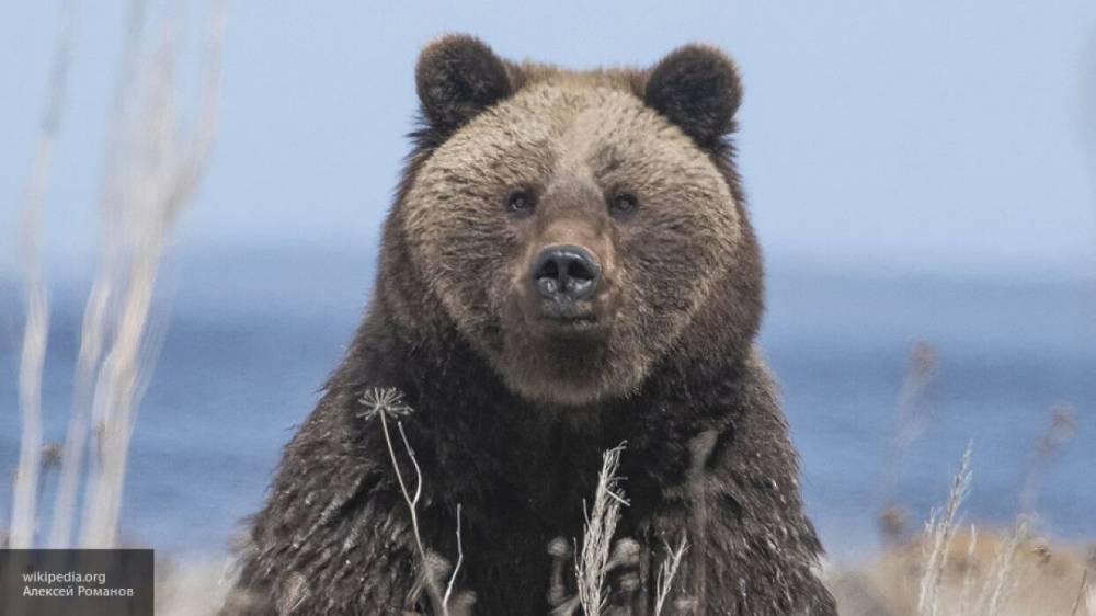 Проголодавшийся после спячки байкальский медведь загнал туриста на дерево