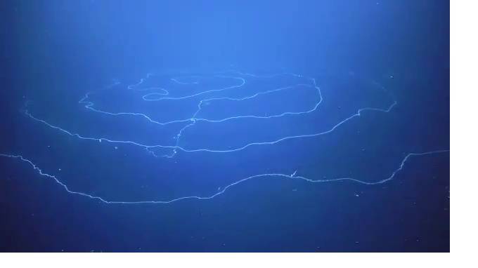В глубинах океана нашли 50-метрового хищника со смертельным ядом