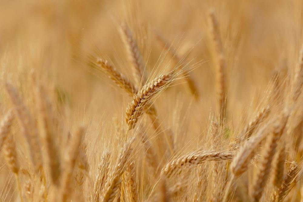 Россия отправила первую партию пшеницы в Саудовскую Аравию